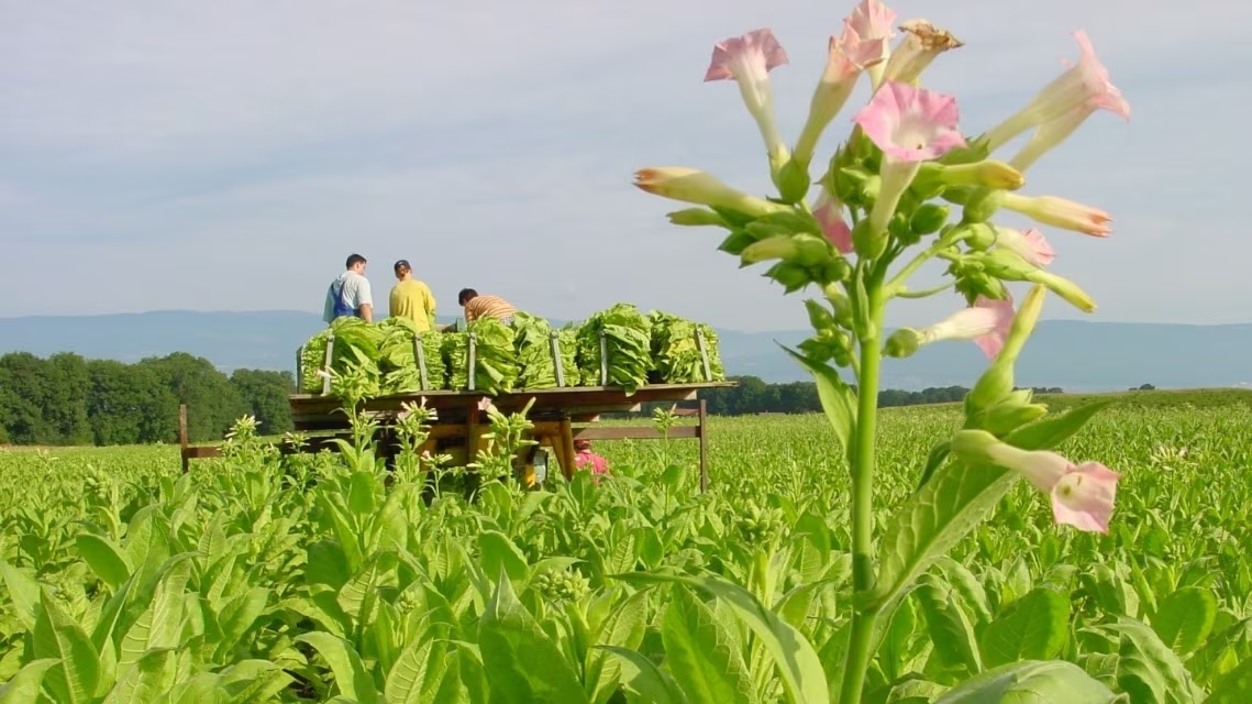 tabáková plantáž 